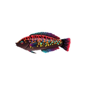 Black Enigma Wrasse